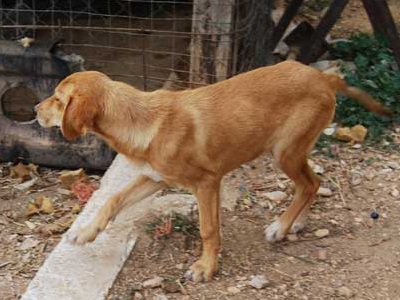Χαρίζεται η Μελίνα