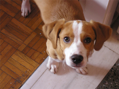 Χαρίζεται ημίαιμο πόιντερ 4 μηνών!