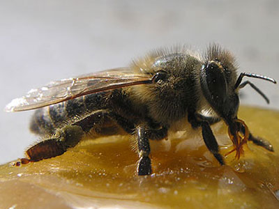 Κλέφτες… μελισσών!