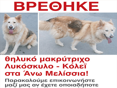 Λυκόσκυλο βρέθηκε στα Μελίσσια