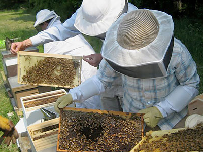 Ημερίδα μελισσοκομίας στην Πέλλα