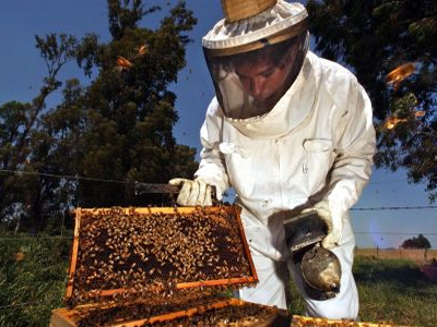 Κλέφτης με αδυναμία στα… μελίσσια!