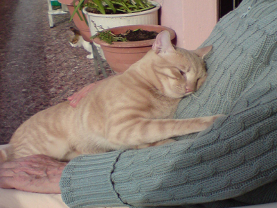 Γατούλης ζητεί οικογένεια