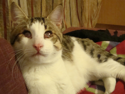 Ο Μerlin περιμένει να τον αγαπήσετε