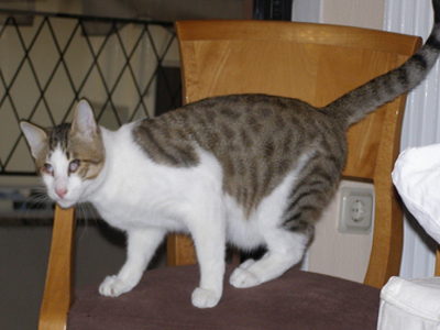 Δίνεται προς υιοθεσία ο Merlin