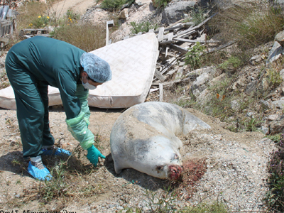 Νεκρή μεσογειακή φώκια από δυναμίτη στην Πάρο