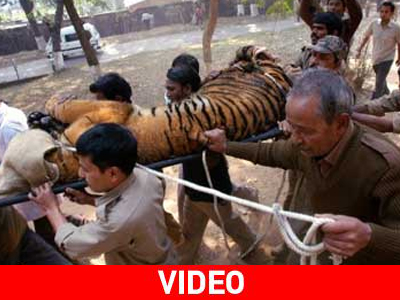 Πανικός σε ζωολογικό κήπο – Δραπέτευσαν τίγρεις