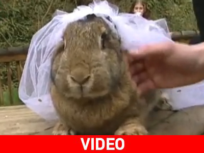 Όλα του γάμου δύσκολα… για τα ζώα