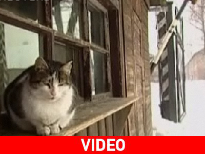 Η γάτα του Άουσβιτς