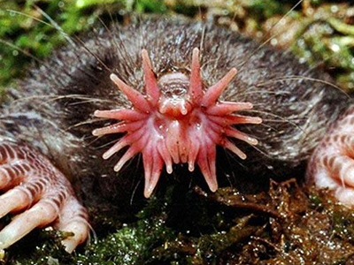 Τα πιο περίεργα ζώα στον κόσμο