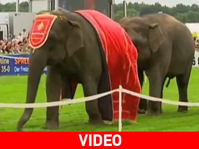 Αγώνας ελεφάντων… στη Γερμανία; Αγώνας ελεφάντων… στη Γερμανία;