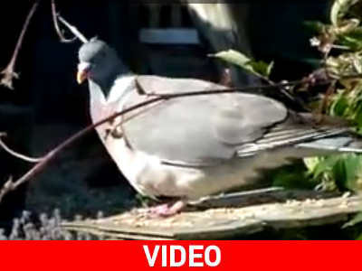 Και τι του σφηνώθηκε στο κεφάλι;…