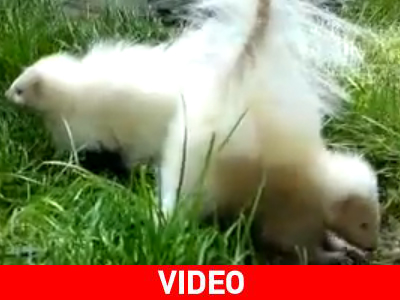 Δύο κουνάβια αλμπίνο κλέβουν την παράσταση