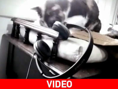 Η γάτα και τα ακουστικά…