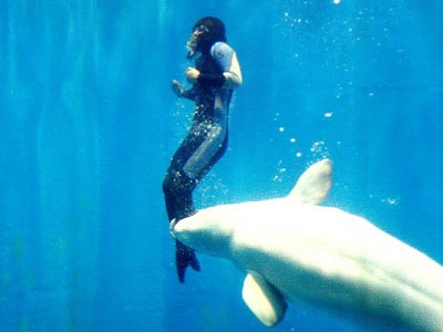 Φάλαινα έσωσε δύτρια από βέβαιο πνιγμό