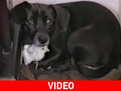 Σκύλος-φύλακας… ενός μικρού κοτόπουλου