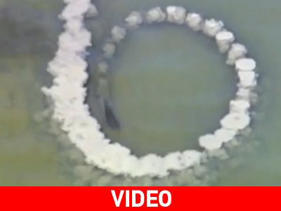 Το πιο έξυπνο θηλαστικό… μετά τον άνθρωπο