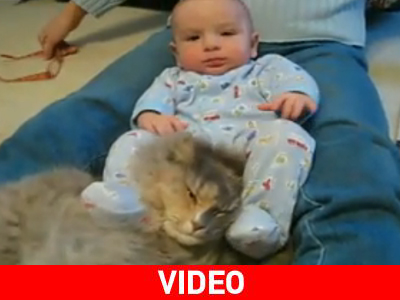 Γάτα με… γαϊδουρινή υπομονή