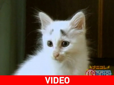 Το γατάκι που έχει… φρύδια