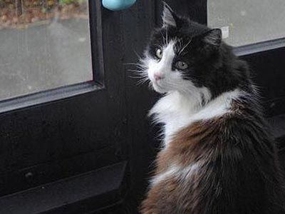 Γάτος παίρνει κάθε μέρα… το λεωφορείο