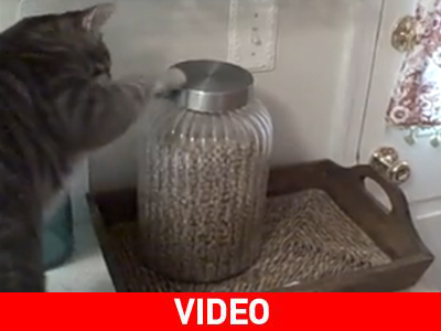 «Συνελήφθη» με την πατούσα στο βάζο