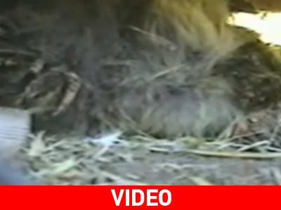 Κότα κλωσσά… γατάκι