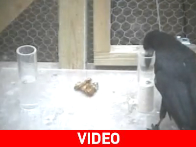 Είχε δίκιο ο Αίσωπος για τα κοράκια