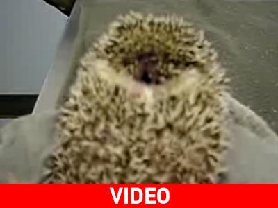 Σκαντζόχοιρος… κλαίει σαν μωρό