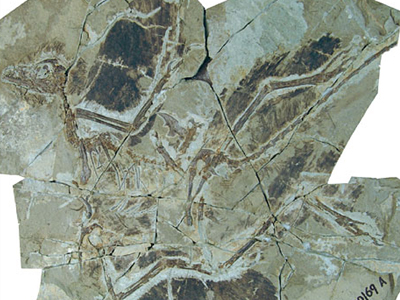 Νέος «κρίκος» στην εξελικτική αλυσίδα