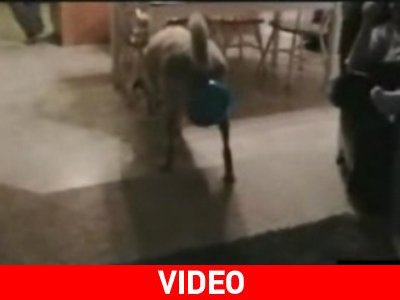 Σκύλος με ένα μπαλόνι για… κάθισμα