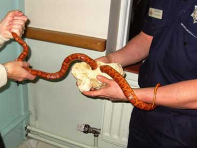 Φίδι κόλλησε μέσα σε πέτρα