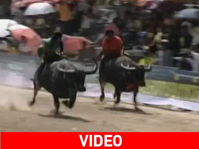 Αγώνες δρόμου με βουβάλια