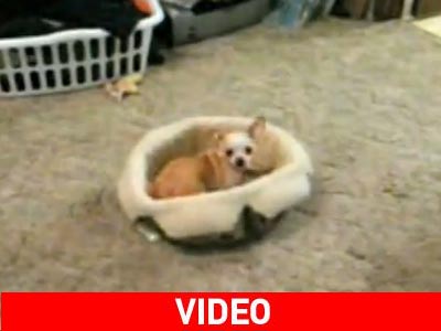 Ένα… υπερ-ενεργητικό σκυλάκι τσιουάουα