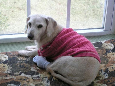 Πέθανε το γηραιότερο σκυλί του κόσμου