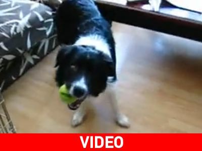 Σκύλος χωρίς μάτια πιάνει μπαλάκια στον αέρα