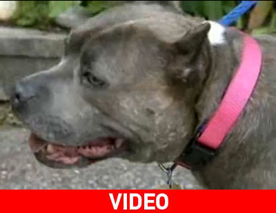 Γιατί ένας σκύλος να παίρνει δύο Viagra την ημέρα;