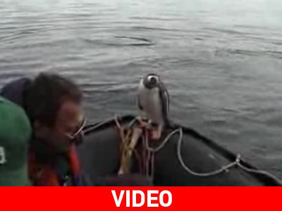 Ο εξυπνότερος πιγκουίνος του κόσμου