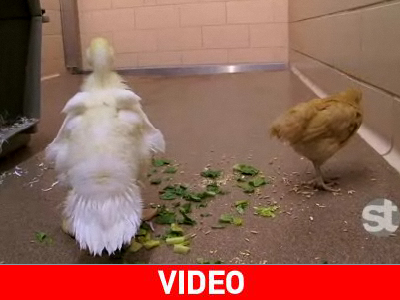 Δύο ασυνήθιστοι φίλοι