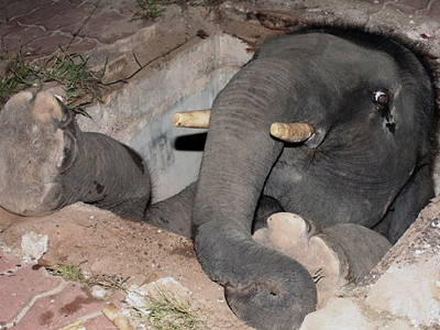 Ελέφαντας έπαιξε… κρυφτό