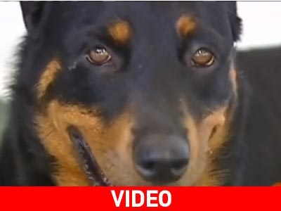 Μάθημα αφοσίωσης και αγάπης από ένα σκυλί