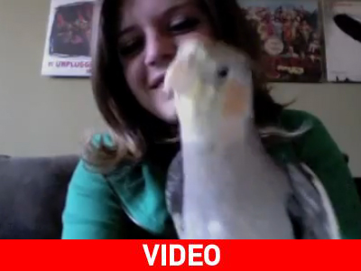 Παπαγάλος… sunrise