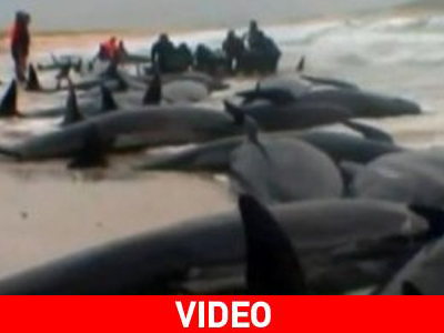 Μάχη με τον χρόνο για τη διάσωση δεκάδων φαλαινών