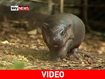 Ντεμπούτο για τον τοσοδούλη ιπποπόταμο