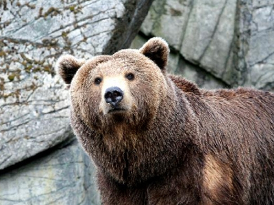 Αρκούδα σκότωσε ένοπλους αντάρτες