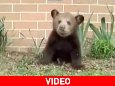 Ποιος «μελετάει» το αρκουδάκι…