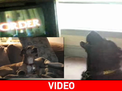 Σκύλοι & Τάξη