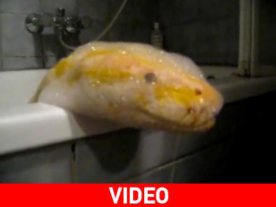 Πώς να κάνετε μπάνιο τον πύθωνά σας