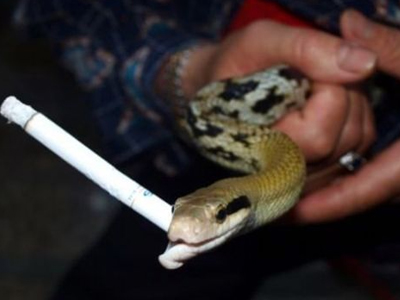 Το φίδι που… καπνίζει