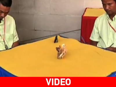 Καλλιστεία για κοτόπουλα-μινιατούρες