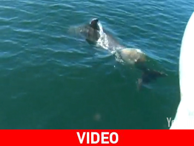 Δελφίνια παίζουν «ποδόσφαιρο» με… μέδουσες